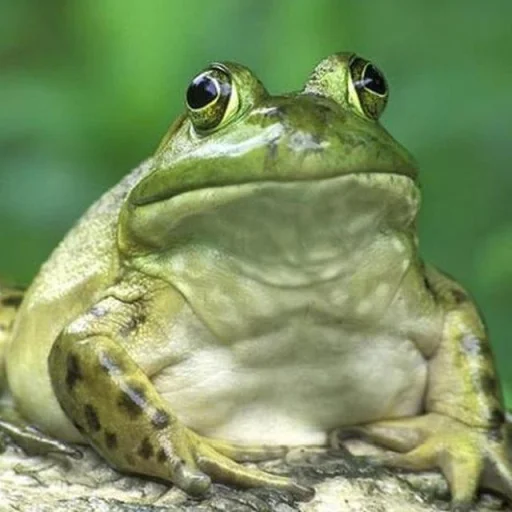 Telegram stikerlari Toads and Frogs