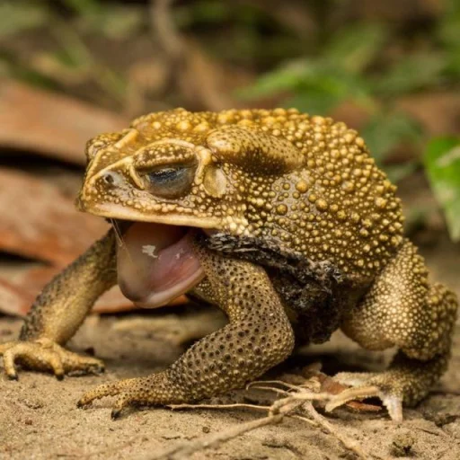 Telegram Sticker «Toads and Frogs» ?