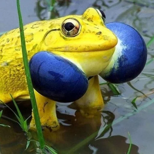 Эмодзи Toads and Frogs ?