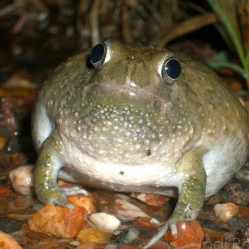 Стикер Telegram «Toads and Frogs» ?