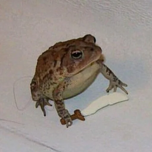 Стикер Telegram «Toads and Frogs» ?