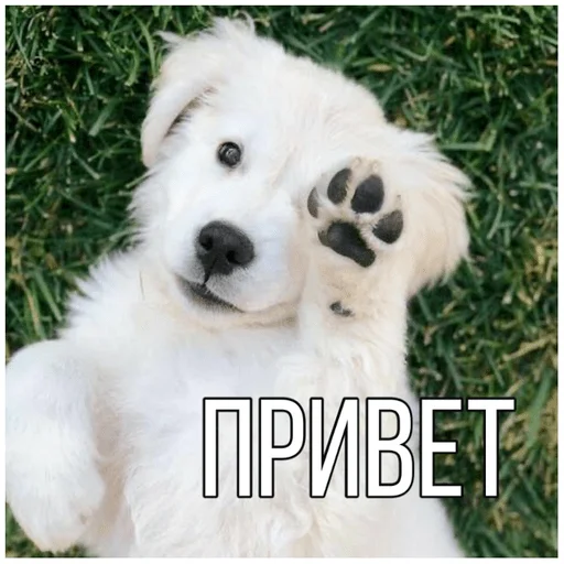Telegram Sticker «Собачки» 👋