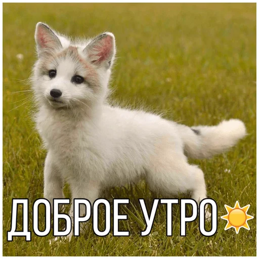 Telegram Sticker «Собачки» ☀️