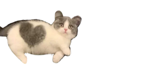 Стікер Telegram «Мікро-Кішки» ❤️