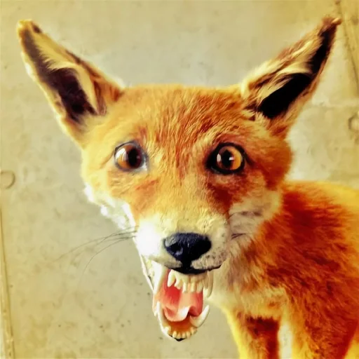 Fox sticker 😳