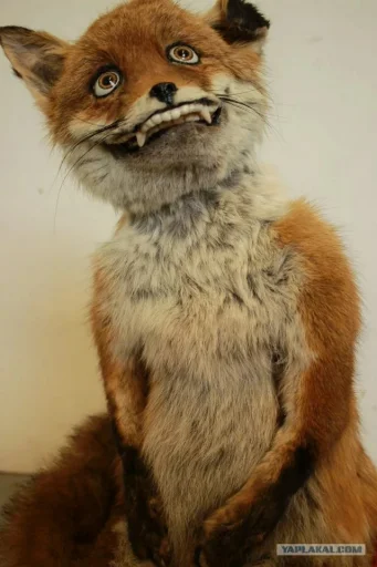 Стикер Fox 😋
