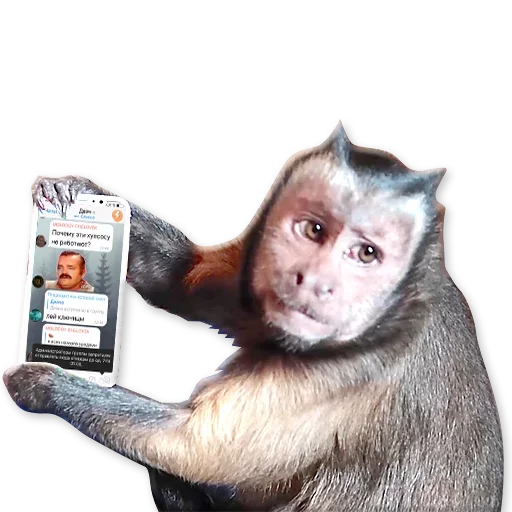 Стікер Telegram «Monkeys | Обезьяны» 🐒