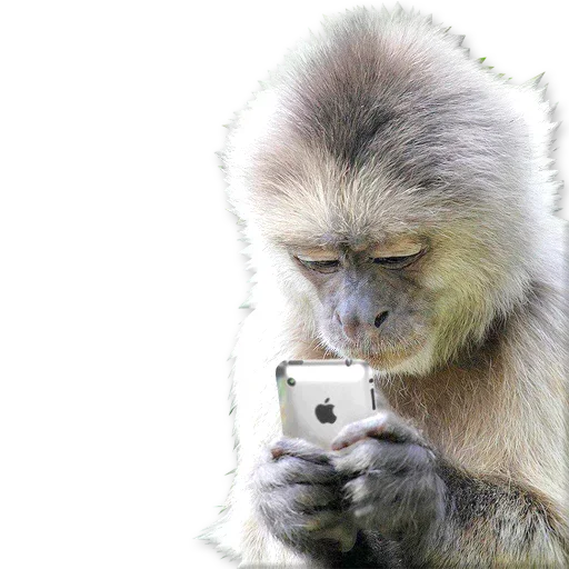 Telegram Sticker «Monkeys | Обезьяны» 🐒