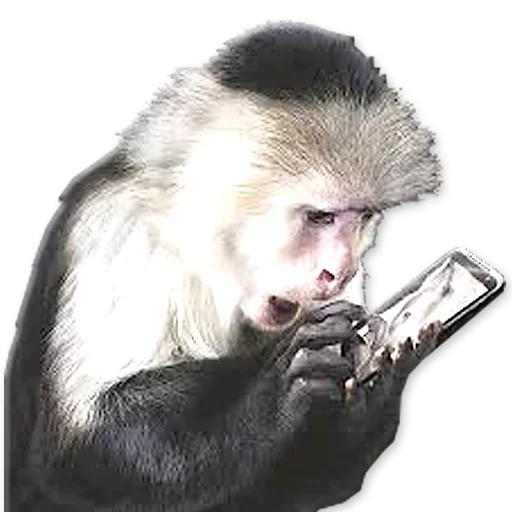 Monkeys | Обезьяны stiker 🐒