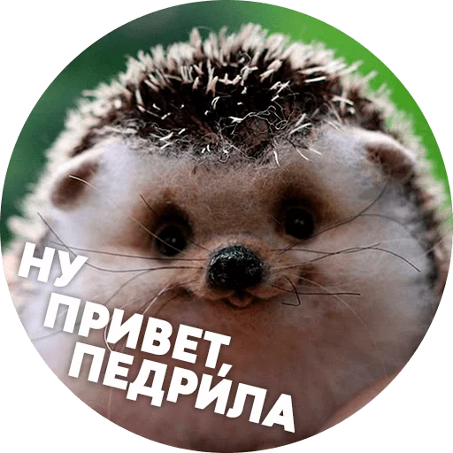 Telegram stickers ? Hedgehog memes