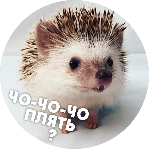 Емодзі ? Hedgehog memes 