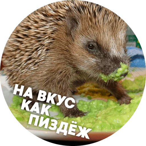 ? Hedgehog memes  sticker 😠