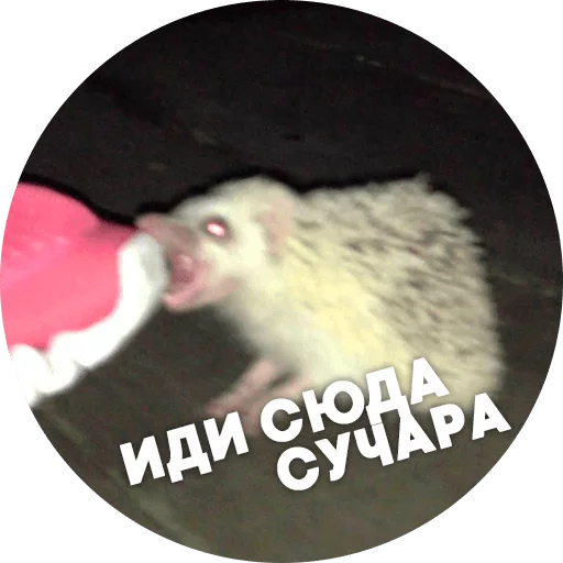 ? Hedgehog memes  sticker 😡