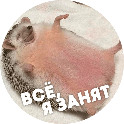 ? Hedgehog memes stiker 😴