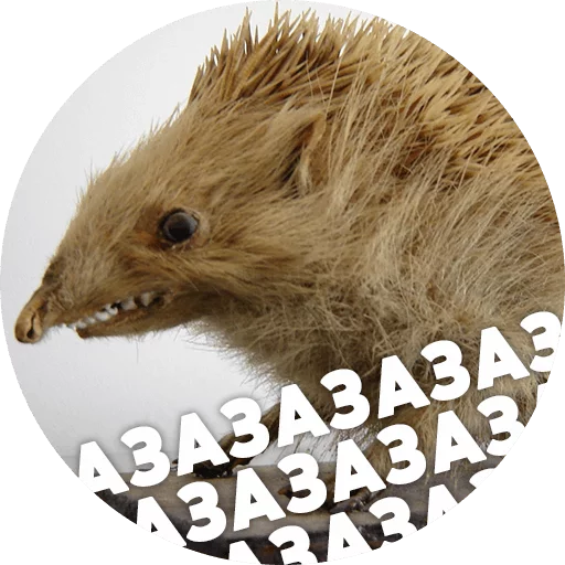 Стикер Telegram «? Hedgehog memes» 