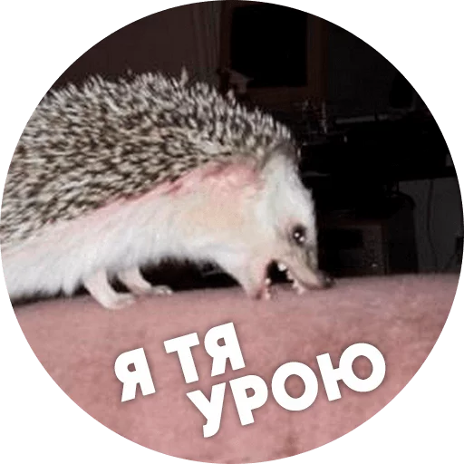 Telegram stiker «? Hedgehog memes » 😡
