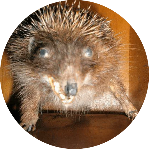 Telegram stiker «? Hedgehog memes » 😂