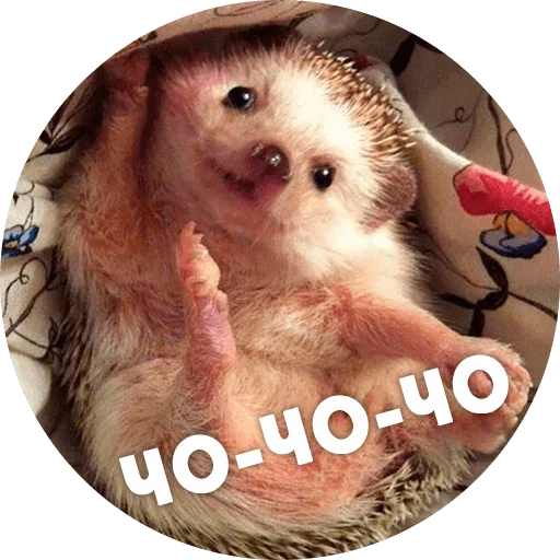 ? Hedgehog memes stiker 😑