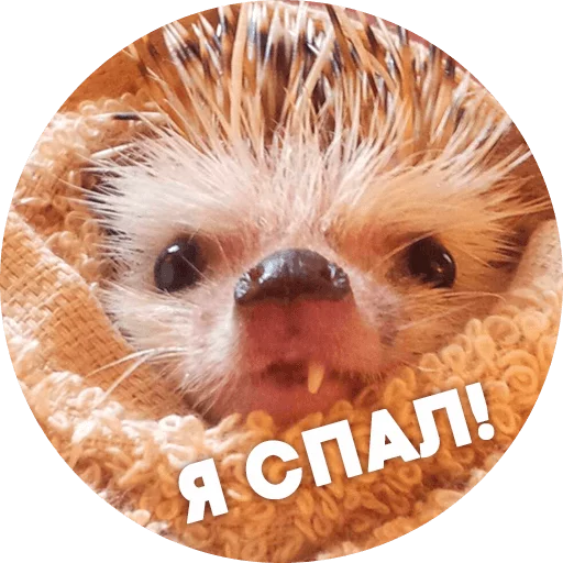 ? Hedgehog memes  emoji 😴