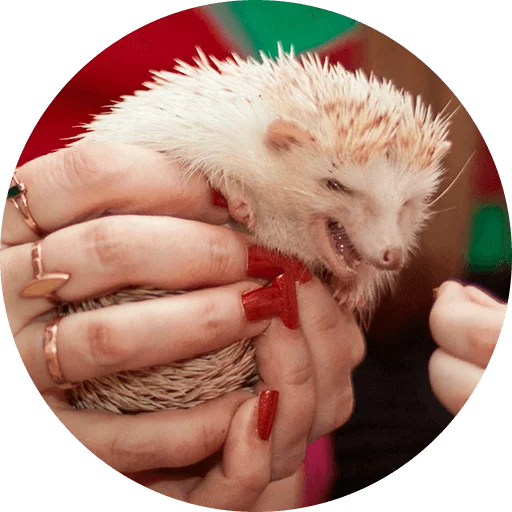 ? Hedgehog memes  sticker 😃