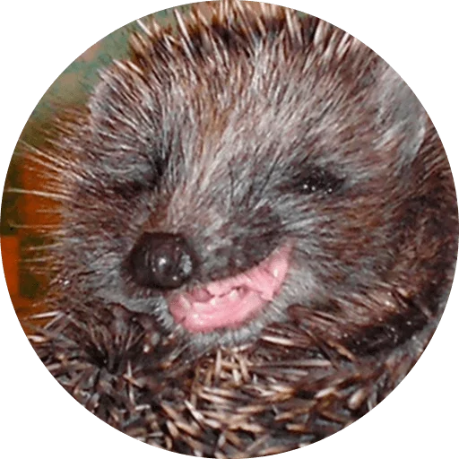 ? Hedgehog memes  sticker 😂