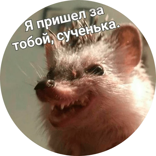 Telegram Sticker «? Hedgehog memes» 
