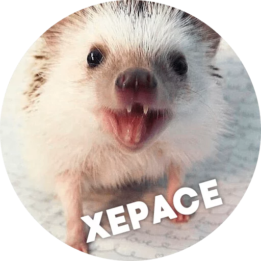 ? Hedgehog memes stiker 😳