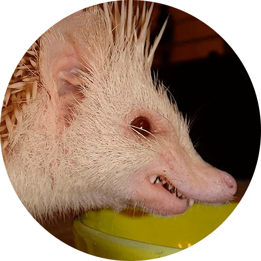 Стікер Telegram «? Hedgehog memes » 😡