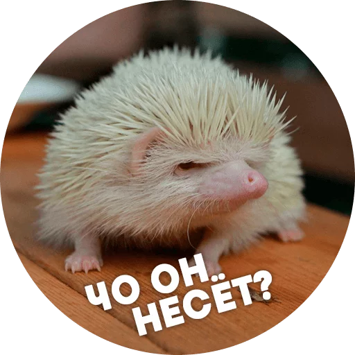 Стикер ? Hedgehog memes 😑