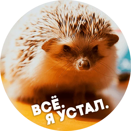 ? Hedgehog memes stiker 😒