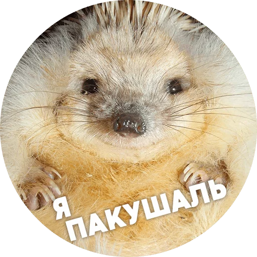 Telegram Sticker «? Hedgehog memes » ☺️