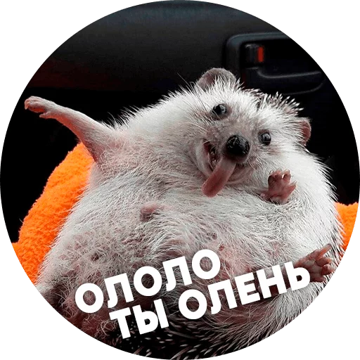 Telegram Sticker «? Hedgehog memes » 😃
