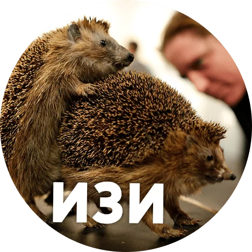 ? Hedgehog memes stiker 😏