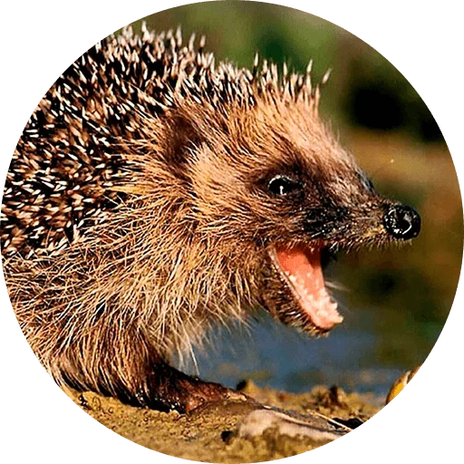 ? Hedgehog memes stiker 😂