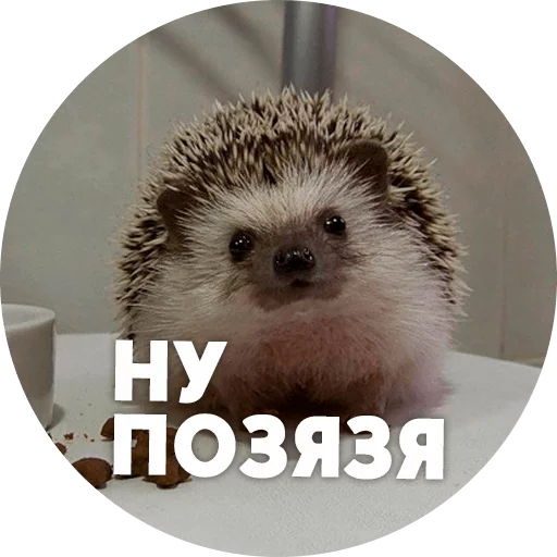? Hedgehog memes  sticker 😣