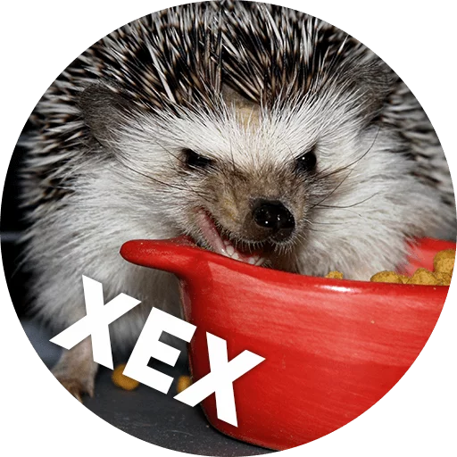 ? Hedgehog memes stiker ☺️
