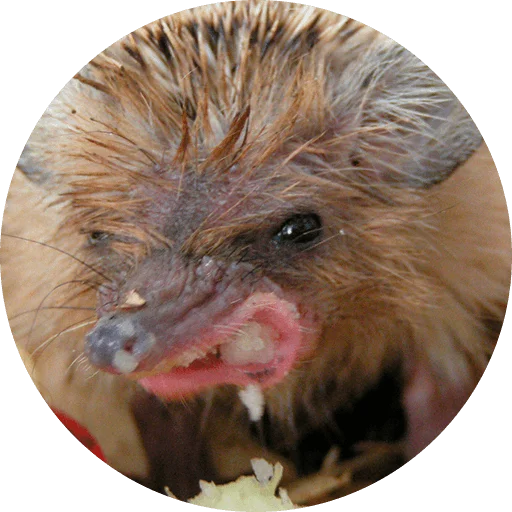 ? Hedgehog memes stiker 😡