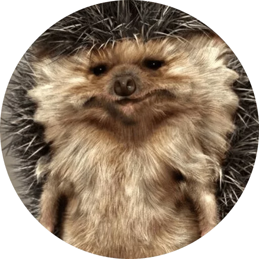 ? Hedgehog memes stiker 😐