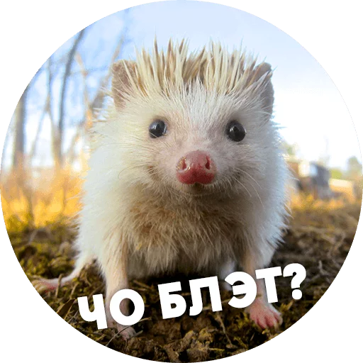 ? Hedgehog memes stiker 😦
