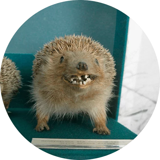 ? Hedgehog memes stiker 😃