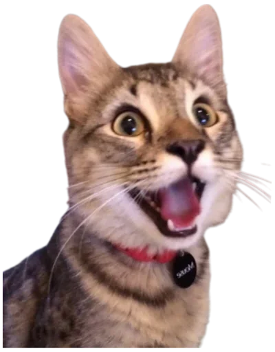 Telegram stiker «Cat Vibes» 😸