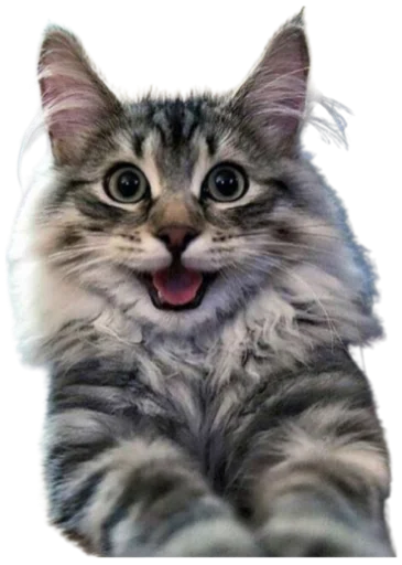Стікер Telegram «Cat Vibes» 😀