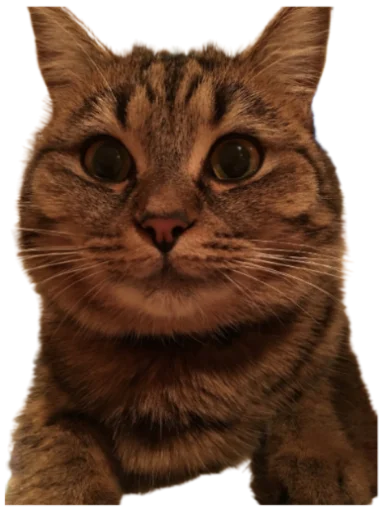 Telegram stiker «Cat Vibes» 😌