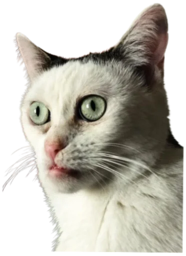 Telegram stiker «Cat Vibes» 🤔