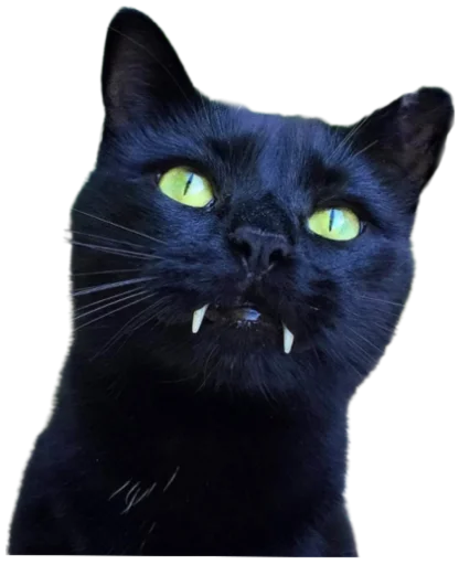 Telegram Sticker «Cat Vibes» 🦷