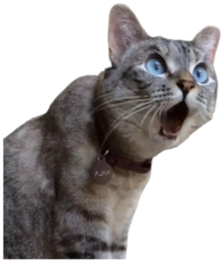 Telegram Sticker «Cat Vibes» 😳