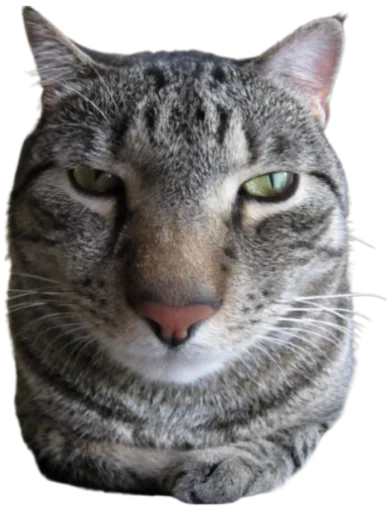 Telegram stiker «Cat Vibes» 🤨