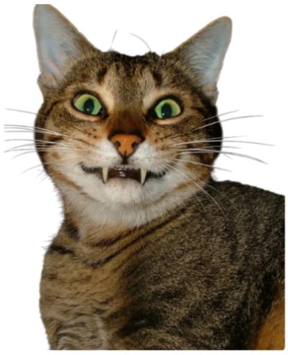 Telegram stiker «Cat Vibes» 😃
