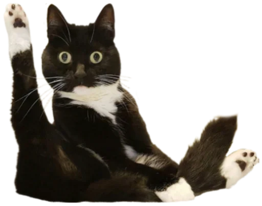 Telegram stiker «Cat Vibes» 👋