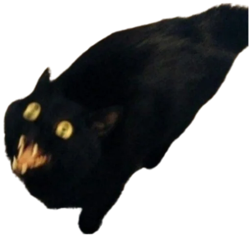 Telegram stiker «Cat Vibes» 😾